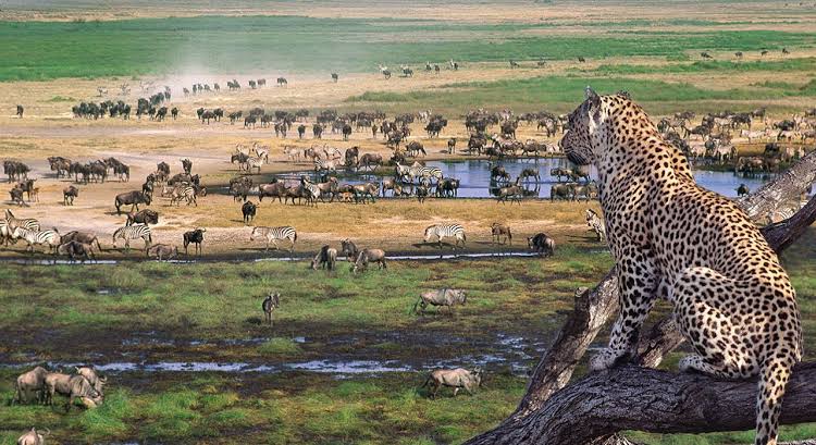 Serengeti Safari